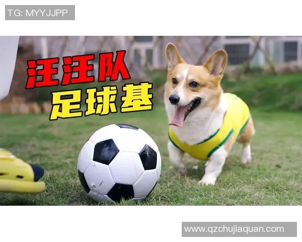 知名足球明星在训练中遭遇意外被狗咬伤引发广泛关注与讨论